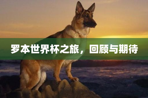 罗本世界杯之旅，回顾与期待