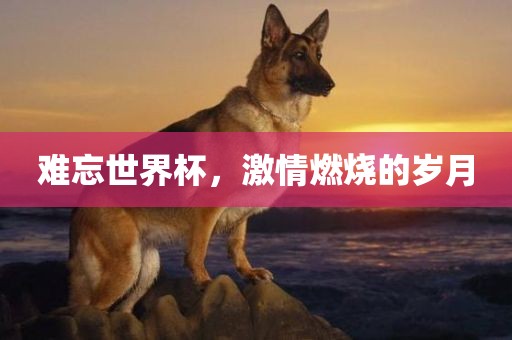 难忘世界杯，激情燃烧的岁月