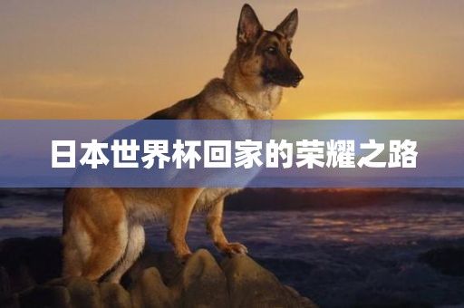 日本世界杯回家的荣耀之路