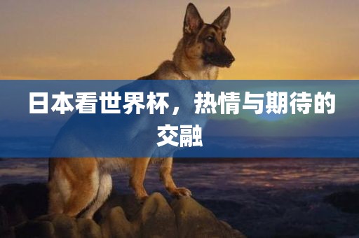 日本看世界杯，热情与期待的交融